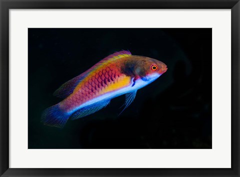 Framed Bay Close-up of colorful wrasse fish Print
