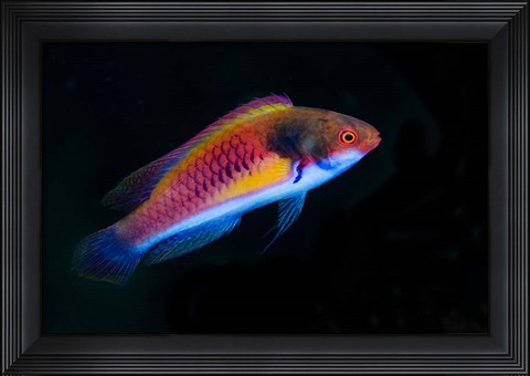 Framed Bay Close-up of colorful wrasse fish Print