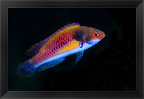 Framed Bay Close-up of colorful wrasse fish Print