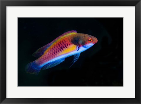 Framed Bay Close-up of colorful wrasse fish Print