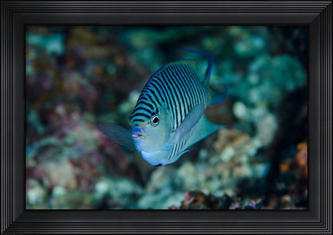 Framed Bay Close-up of angelfish Print