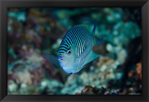 Framed Bay Close-up of angelfish Print