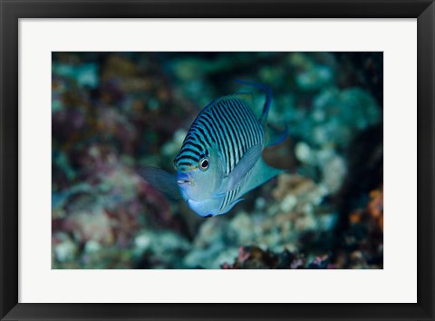 Framed Bay Close-up of angelfish Print