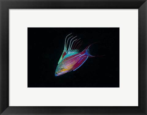 Framed Close-up of colorful wrasse fish Print