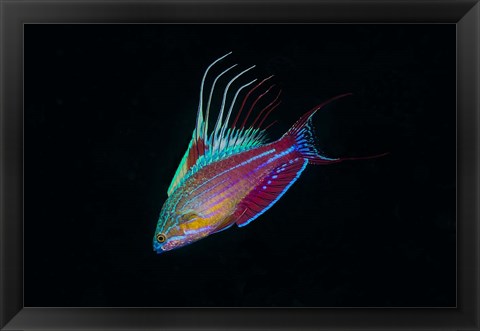 Framed Close-up of colorful wrasse fish Print