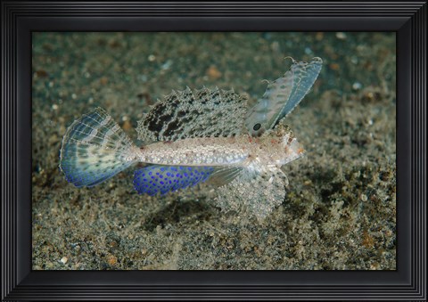 Framed Close-up of dragonet fish Print