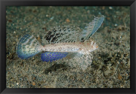 Framed Close-up of dragonet fish Print