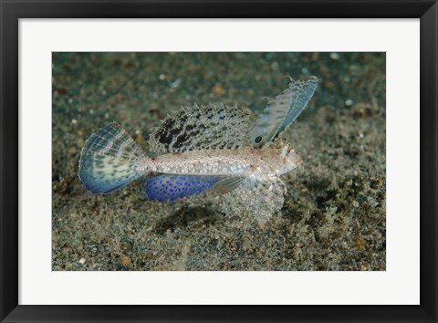 Framed Close-up of dragonet fish Print