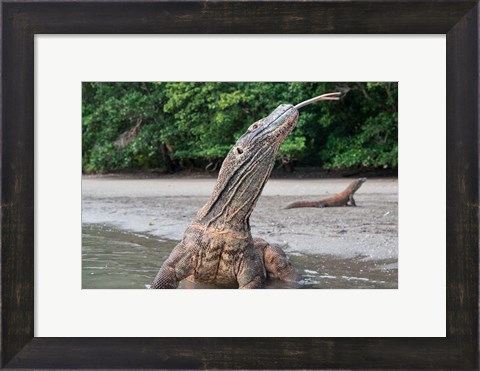 Framed Komodo dragon in water, Komodo National Park, Rinca Island, Indonesia Print