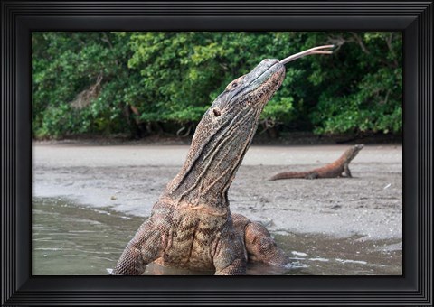 Framed Komodo dragon in water, Komodo National Park, Rinca Island, Indonesia Print