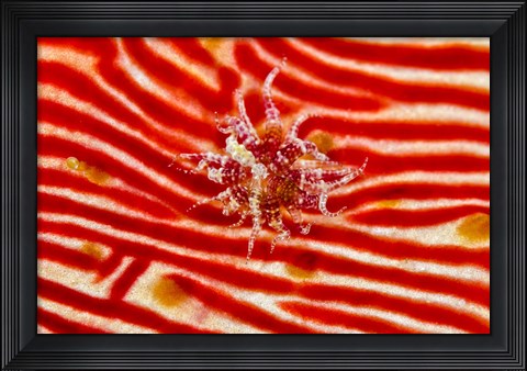 Framed Bay Anemone on sea cucumber Print