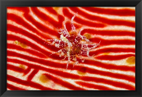 Framed Bay Anemone on sea cucumber Print