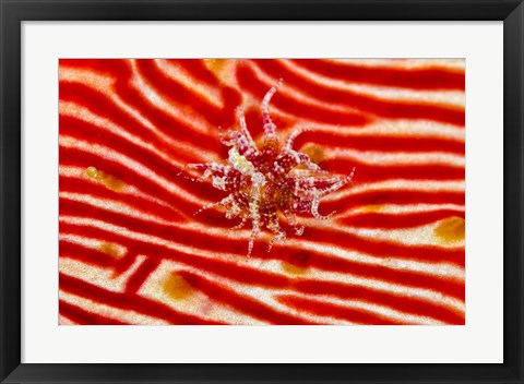 Framed Bay Anemone on sea cucumber Print