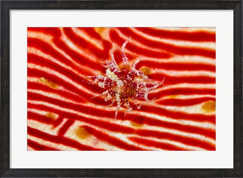 Framed Bay Anemone on sea cucumber Print