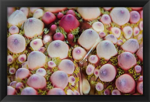 Framed Shrimp swimming over sea star Print