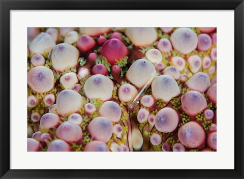 Framed Shrimp swimming over sea star Print