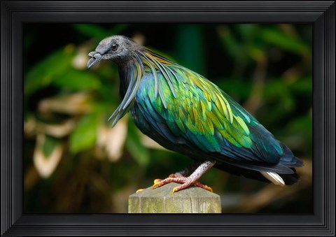 Framed Nicobar Pigeon bird, Indonesia Print