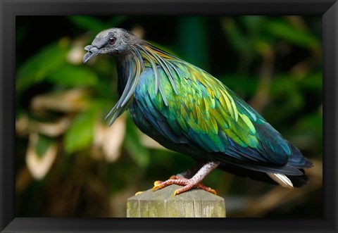 Framed Nicobar Pigeon bird, Indonesia Print