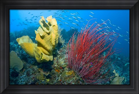 Framed Raja Ampat, Indonesia Print