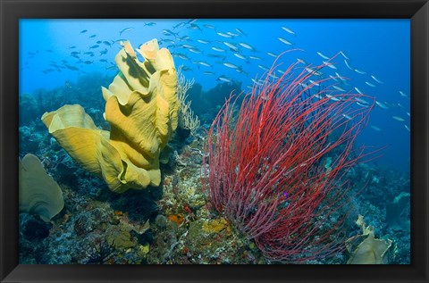 Framed Raja Ampat, Indonesia Print