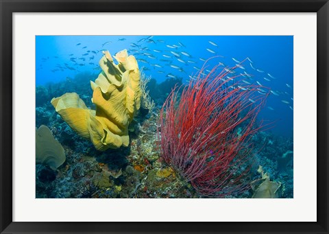 Framed Raja Ampat, Indonesia Print