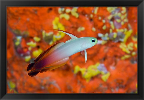 Framed fire goby swims past coral Print