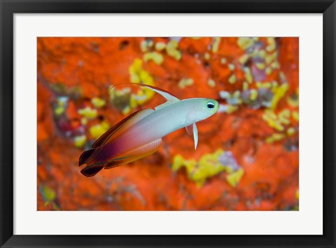 Framed fire goby swims past coral Print