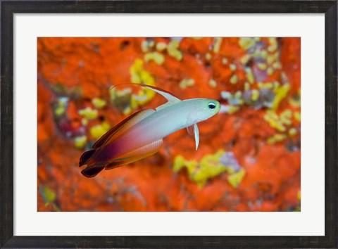 Framed fire goby swims past coral Print