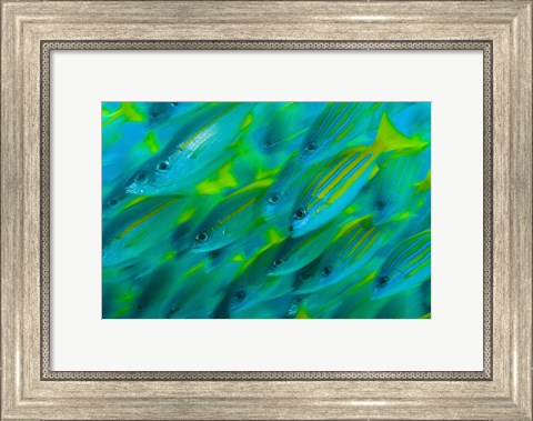 Framed Abstract close-up of snapper fish, Raja Ampat, Papua, Indonesia Print