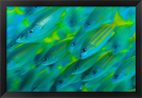 Framed Abstract close-up of snapper fish, Raja Ampat, Papua, Indonesia Print