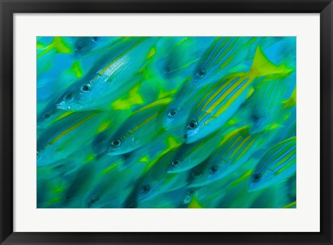 Framed Abstract close-up of snapper fish, Raja Ampat, Papua, Indonesia Print