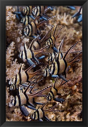 Framed Banggai cardinal fish Print