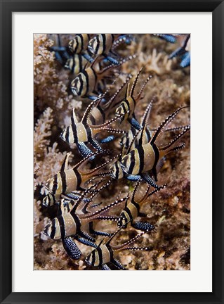 Framed Banggai cardinal fish Print