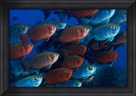 Framed Bigeye fish Print