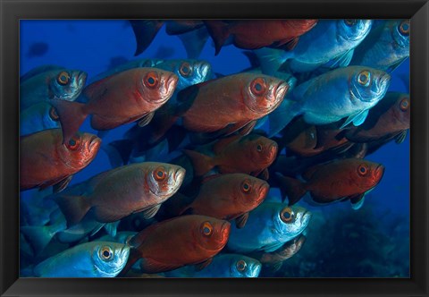 Framed Bigeye fish Print