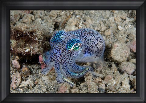 Framed Bobtail squid marine life Print
