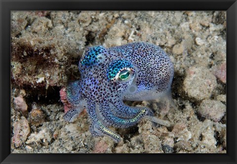 Framed Bobtail squid marine life Print