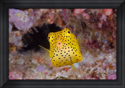 Framed Box fish swims amid coral Print