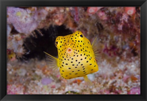 Framed Box fish swims amid coral Print