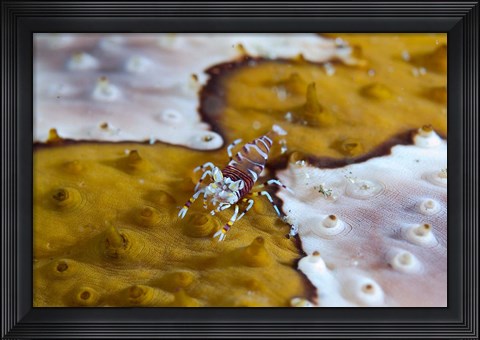 Framed Bumble-bee shrimp marine life Print