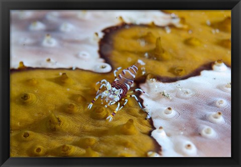 Framed Bumble-bee shrimp marine life Print