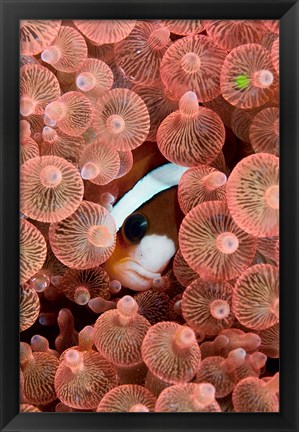 Framed Clark&#39;s anemonefish Print