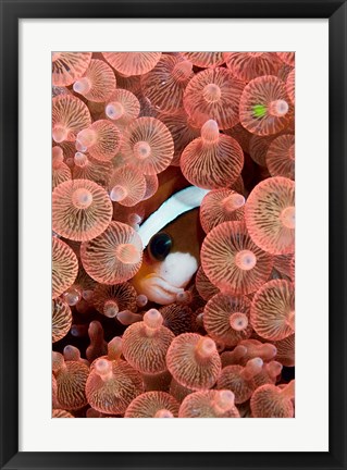 Framed Clark&#39;s anemonefish Print