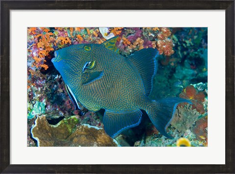 Framed Cleaner wrasse fish, reef Print