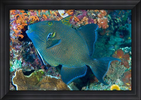 Framed Cleaner wrasse fish, reef Print