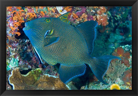 Framed Cleaner wrasse fish, reef Print