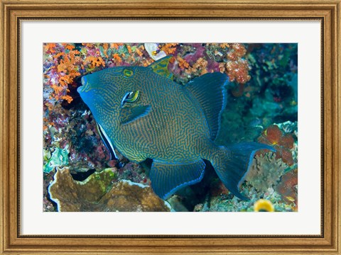 Framed Cleaner wrasse fish, reef Print