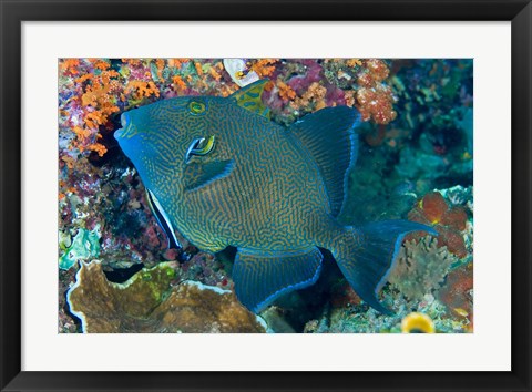 Framed Cleaner wrasse fish, reef Print