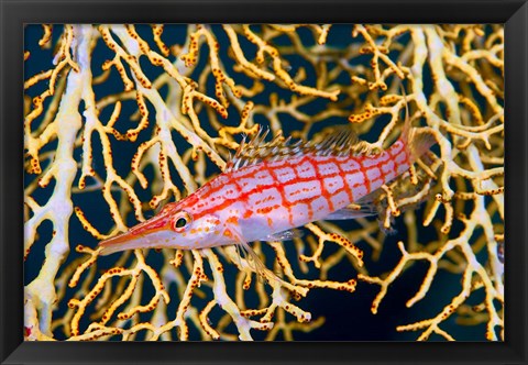 Framed Close-up of hawkfish amid sea fan, Raja Ampat, Indonesia Print