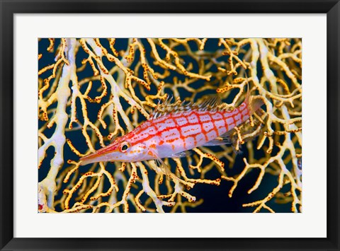 Framed Close-up of hawkfish amid sea fan, Raja Ampat, Indonesia Print